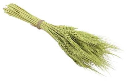 [A-017103] Tarwe Wheat droogbloemen Groen 75 gram