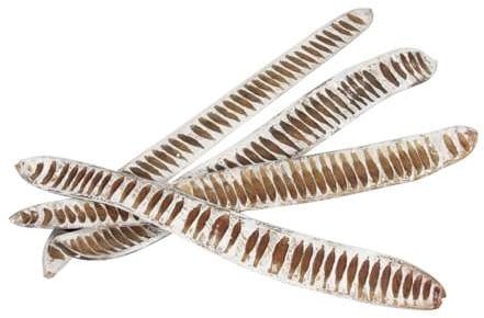 [A-019069] Stepfruit White Tip 25–40 cm 15 stuks
