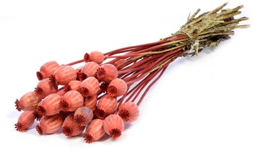 [A-019159] Papaverbollen Burnt Orange SB