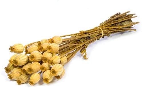 [A-019160] Papaverbollen Yellow