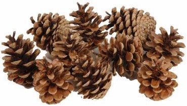 [A-019364] Dennenappel Oostenrijkers Bulk 10 kg