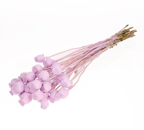 [A-019518] Papaverbollen Lilac Misty