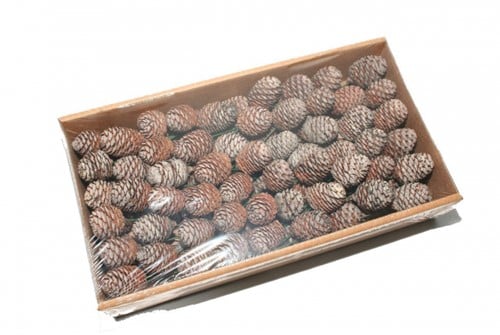 [A-019608] Leucadendron Murri op draad Naturel 60 stuks