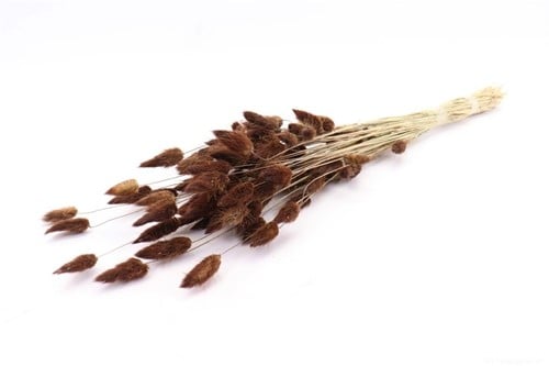 [A-019788] Lagurus Ovatus Pluimgras Graspluimen Brown 60 cm 50 gram bundel