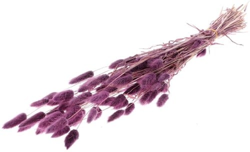 [A-019795] Lagurus Ovatus Pluimgras Graspluimen in hoes Milka 60 cm 50 gram