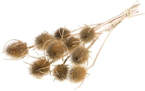 [A-019851] Kaardenbol Chardon Distels Droogbloemen Naturel 55 cm per stuk