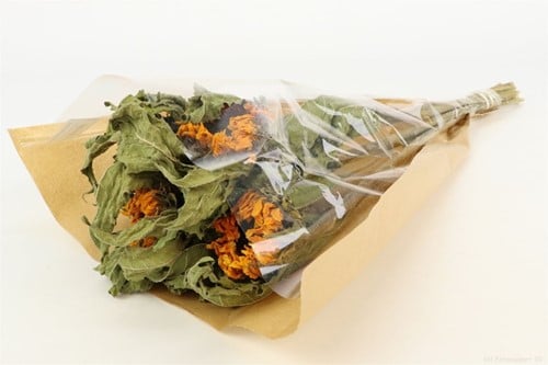 [A-019921] Zonnebloem Helianthus droogbloemen in hoes bundel ca. 60 cm 