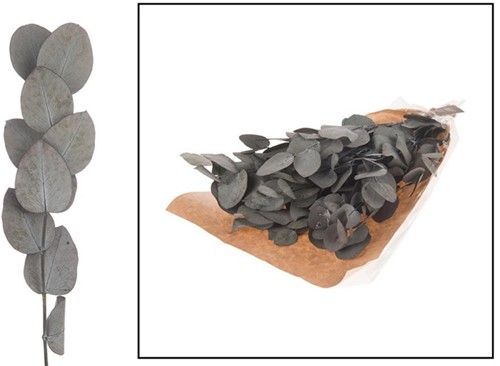 [A-019950] Geprepareerd Gepreserveerd Eucalyptus Spiral Groen 100 gr