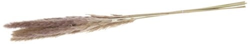[A-020041] Pampas Grass Jaxx Natural 65-75 cm 6 stuks
