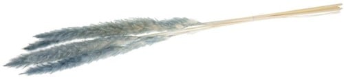 [A-020042] Pampas Grass Jaxx Mint Groen 65-75 cm 6 stuks