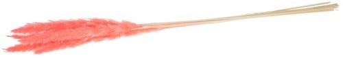 [A-020044] Pampas Grass Jaxx Pink 65-75 cm 6 stuks