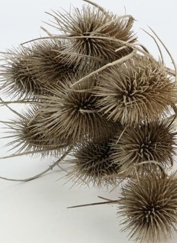 [A-020076] Gedroogde Kaardenbol Cardencha koppen Naturel ca. 10st