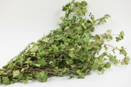 [A-021023] Berkenblad bundel Groen ca. 80 cm