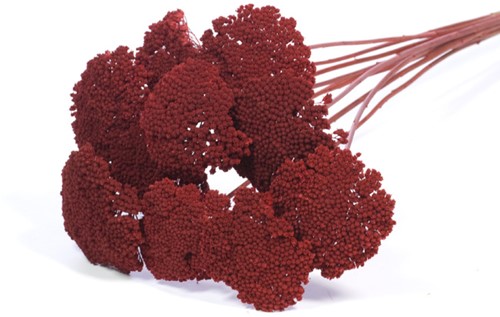[A-021083] Achillea Parker Rood droogbloem SB