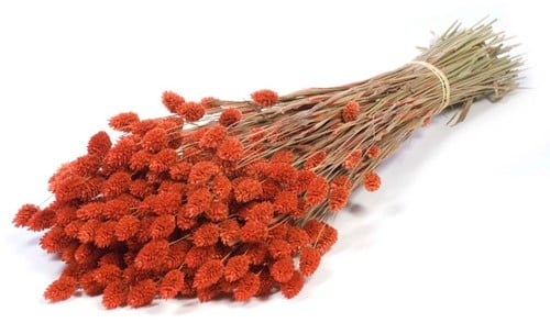 [A-021096] Phalaris Burnt Orange droogbloemen