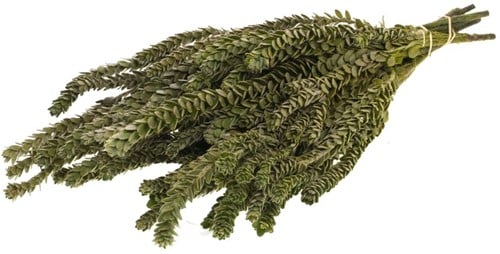 [A-022004] Geprepareerd Gepreserveerd Buxifolia mini natural Groen