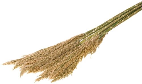 [A-022005] Geprepareerd Gepreserveerd Cortaderia Selloa natural