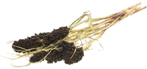 [A-022010] Sorghum SB aren pluimen Natural Brown