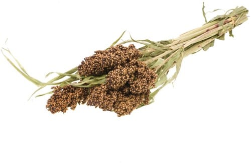 [A-022011] Sorghum SB aren pluimen Natural Groen