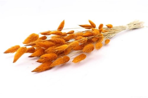[A-022021] Lagurus Ovatus Pluimgras Graspluimen Okergeel Oranjegeel 60 cm 50 gram bundel