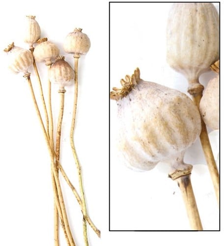 [A-022039] Papaverbollen Gigantum Natural 5 stuks