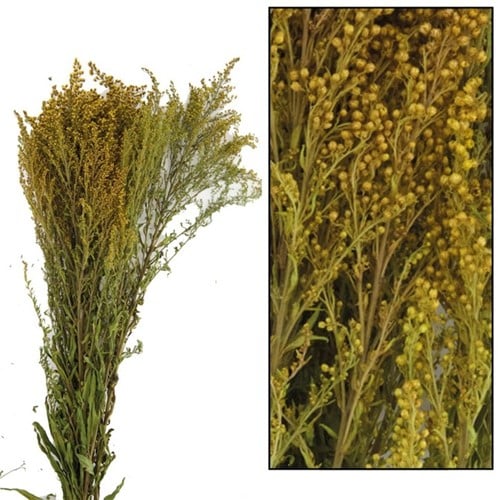 [A-022045] Solidago Grof droogbloemen Natural