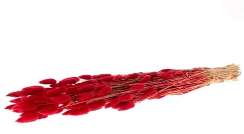 [A-022118] Lagurus Ovatus Pluimgras Graspluimen in hoes Rood 100 gram