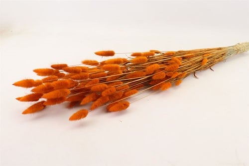 [A-022120] Lagurus Ovatus Pluimgras Graspluimen in hoes Oranje 100 gram