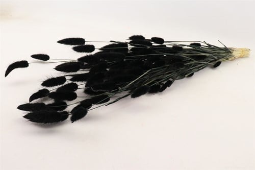 [A-022126] Lagurus Ovatus Pluimgras Graspluimen in hoes Zwart 100 gram