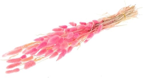 [A-022127] Lagurus Ovatus Pluimgras Graspluimen in hoes Cerise 60 cm 50 gram
