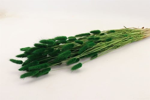 [A-022128] Lagurus Ovatus Pluimgras Graspluimen in hoes Groen 100 gram