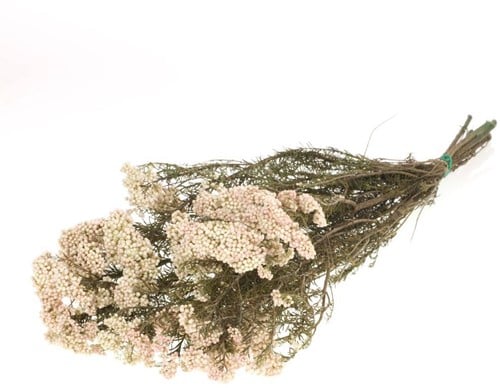 [A-022163] Rice Flower Preserved Natural White