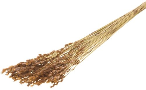 [A-022166] Thatch Reed graspluimen Naturel per bundel