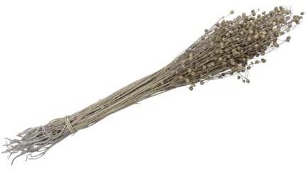 [A-022188] Lino Grass Vlas Linum Droogbloem Bundel White Wash 100 gram