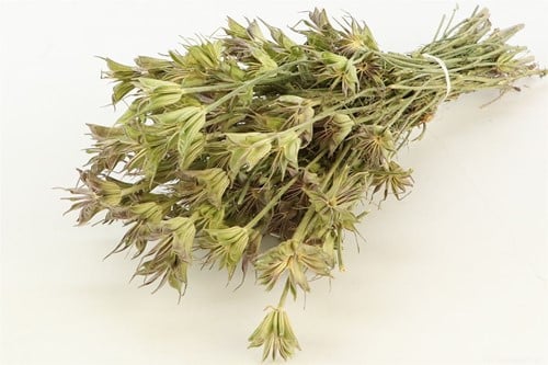 [A-022213] Nigella Orientalis Naturel Groen in hoes 