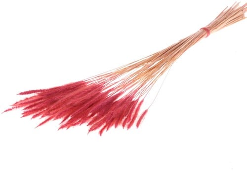 [A-022303] Soft Worms Grass alternatief voor Lagurus Rood