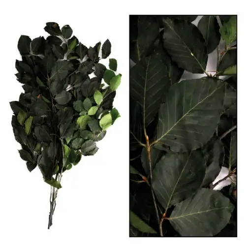[A-022508] Geprepareerd Gepreserveerd Beukenblad Groen Fagus 80 cm 50 gram