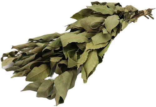 [A-022510] Laurier Laurierblad Groen Droogbloemen 80 cm