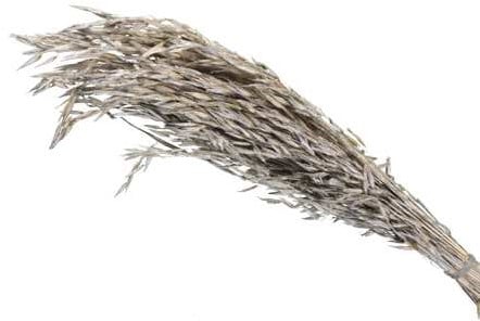 [A-022570] Oat Grass verwant aan Haver droogbloemen Platinum 100 gram