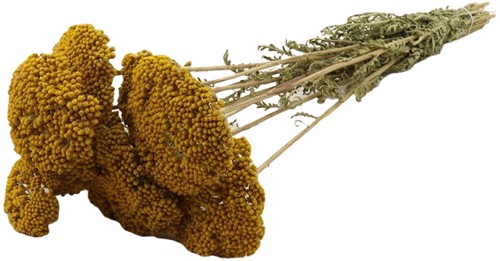 [A-022751] Achillea droogbloem ca. 60 cm