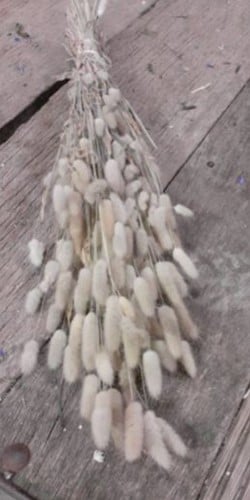 [A-022799] Lagurus Ovatus Pluimgras Graspluimen in hoes Geel 100 gram