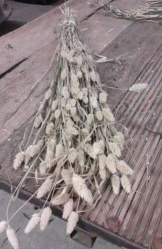 [A-022801] Phalaris Naturel B droogbloemen