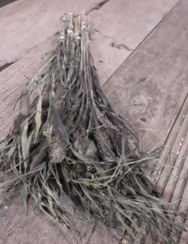 [A-022803] Setaria Trosgierst Siergras Jewel Rood