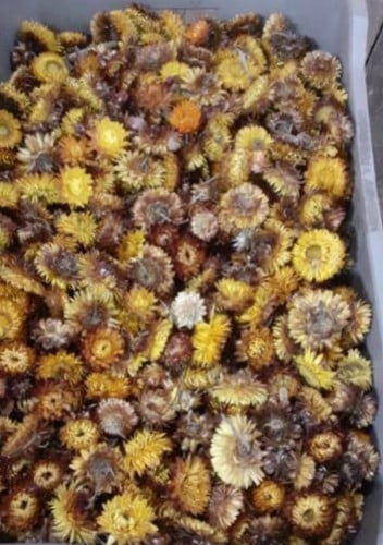 [A-022805] Bulk Helichrysum strobloemhoofdjes Oranje ca. 1740 stuks eenmalig