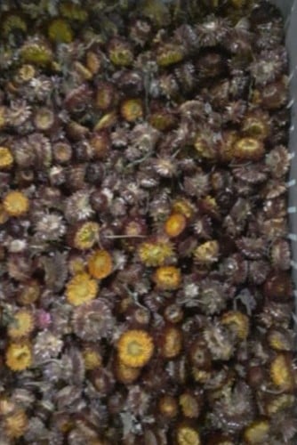 [A-022806] Bulk Helichrysum strobloemhoofdjes Rood ca. 1680 stuks eenmalig