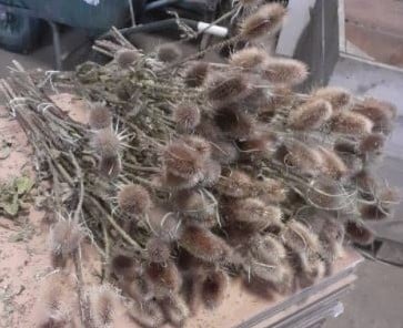 [A-022808] Kaardenbol Droogbloemen Naturel 70 cm per stuk