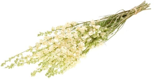 [A-022933] Delphinium droogbloem Wit Naturel