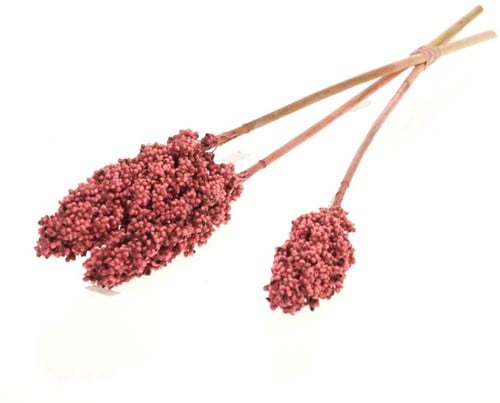 [A-022934] Indian corn nature droogbloemen Pink 3 st 