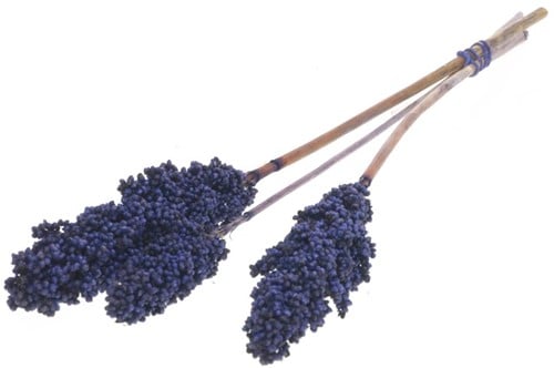 [A-022935] Indian corn nature droogbloemen Blauw 3 st 