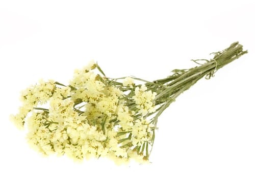 [A-022939] Statice Sinuata Lamsoor droogbloemen Yellow